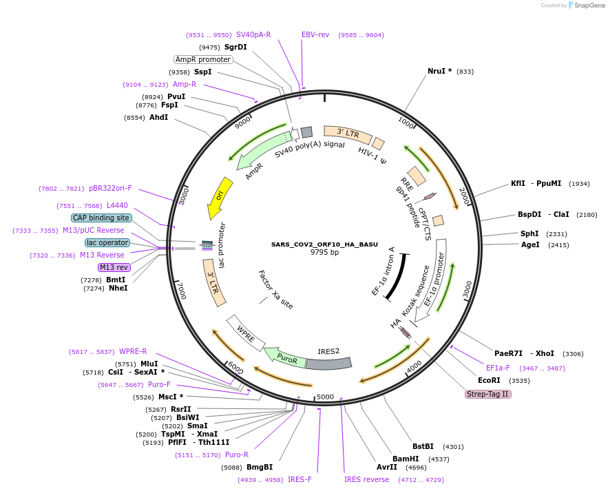 153980-plasmid-map-sequence-id-300123