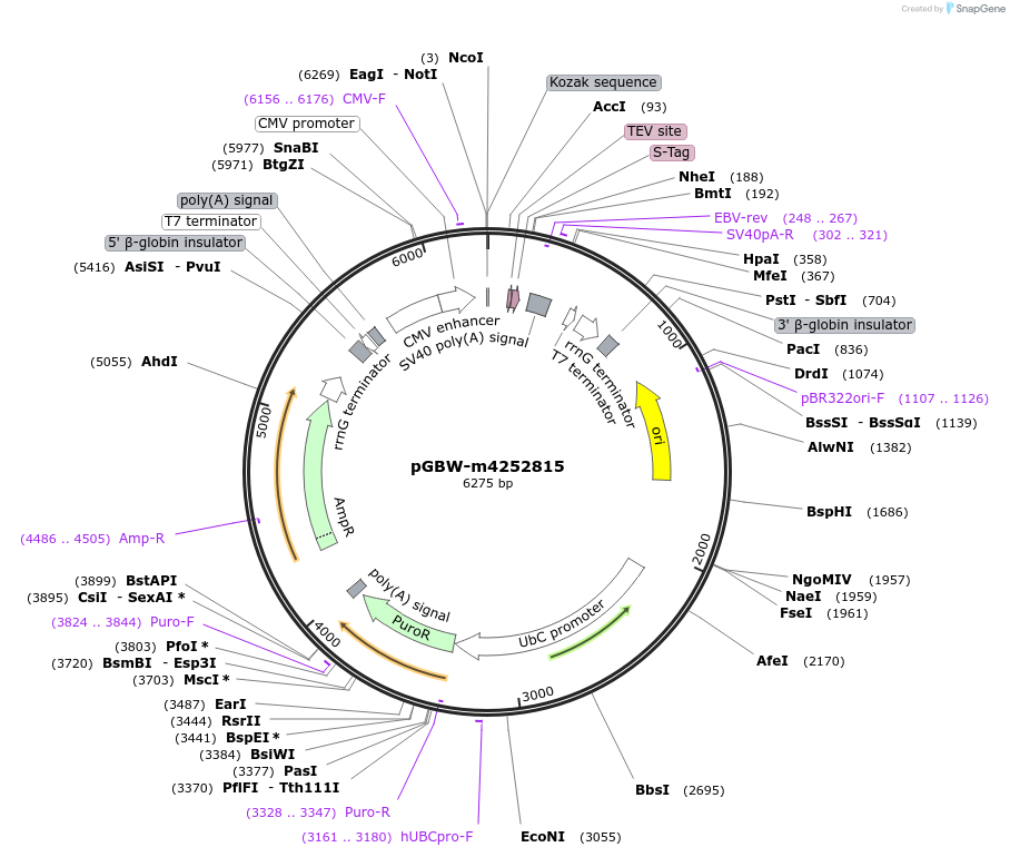 153559-plasmid-map-sequence-id-300124