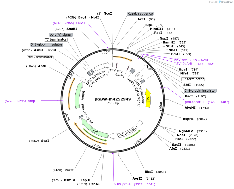 153561-plasmid-map-sequence-id-300125