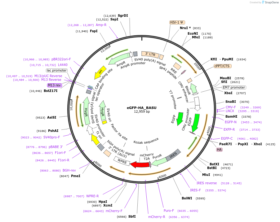 153996-plasmid-map-sequence-id-300126