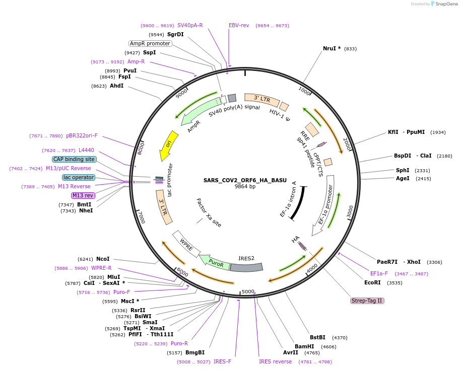153984-plasmid-map-sequence-id-300127
