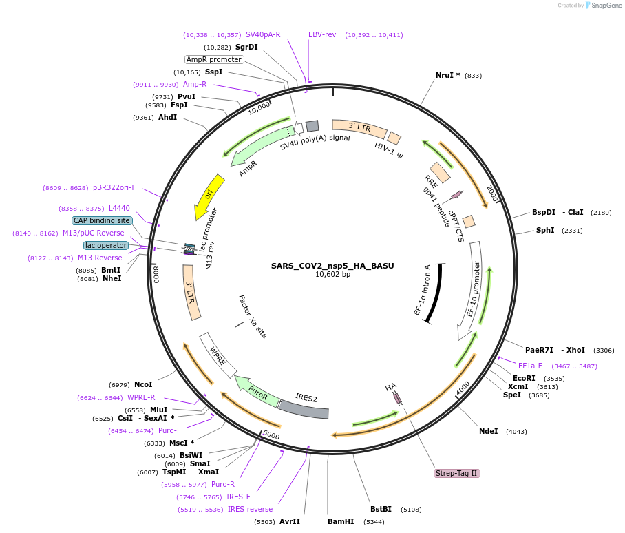 153987-plasmid-map-sequence-id-300133