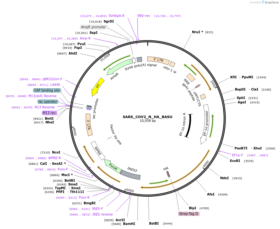 153989-plasmid-map-sequence-id-300134
