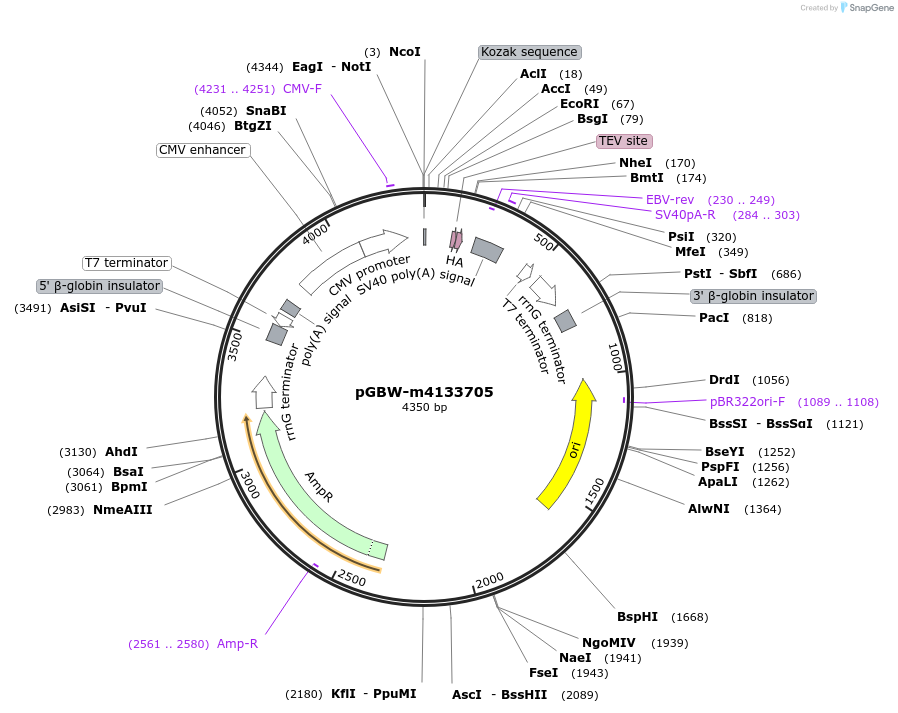 153568-plasmid-map-sequence-id-300144
