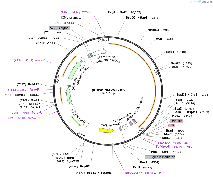 153569-plasmid-map-sequence-id-300145