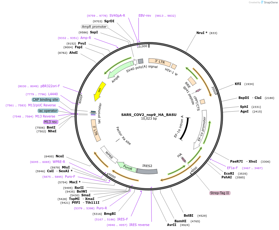 153986-plasmid-map-sequence-id-300156