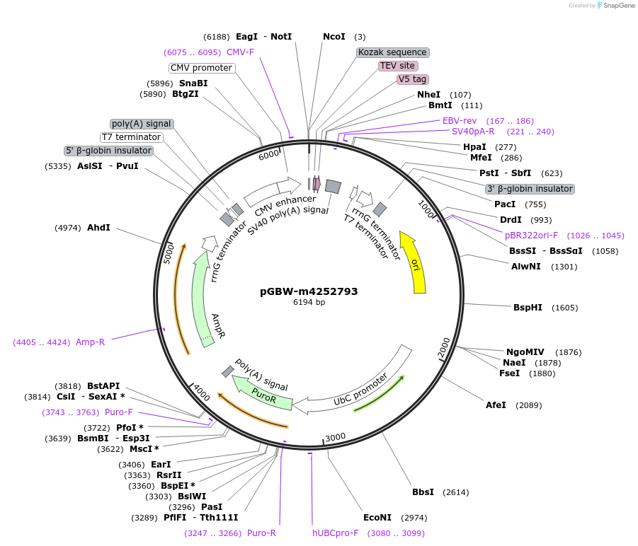 153570-plasmid-map-sequence-id-300157