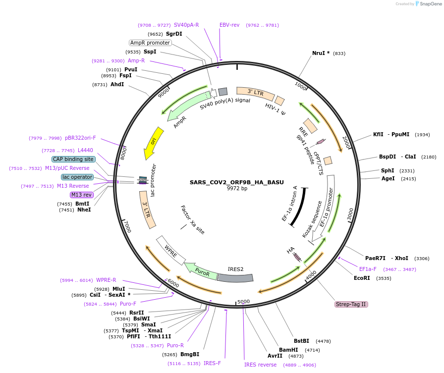 153981-plasmid-map-sequence-id-300160