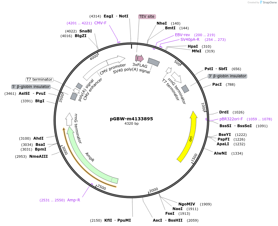 153574-plasmid-map-sequence-id-300162