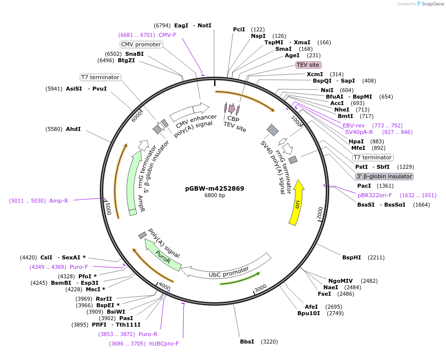 153579-plasmid-map-sequence-id-300168
