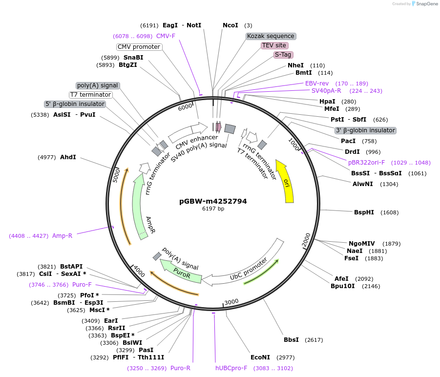 153582-plasmid-map-sequence-id-300176