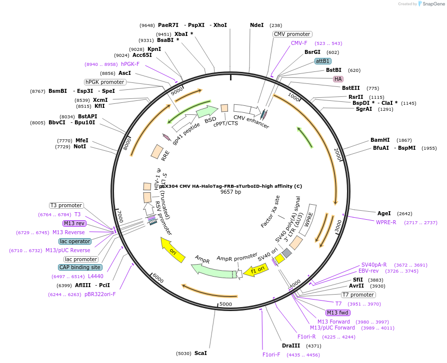 153005-plasmid-map-sequence-id-300177
