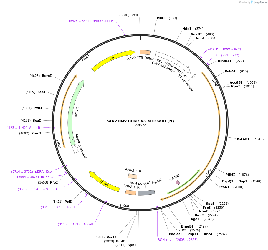 153009-plasmid-map-sequence-id-300189