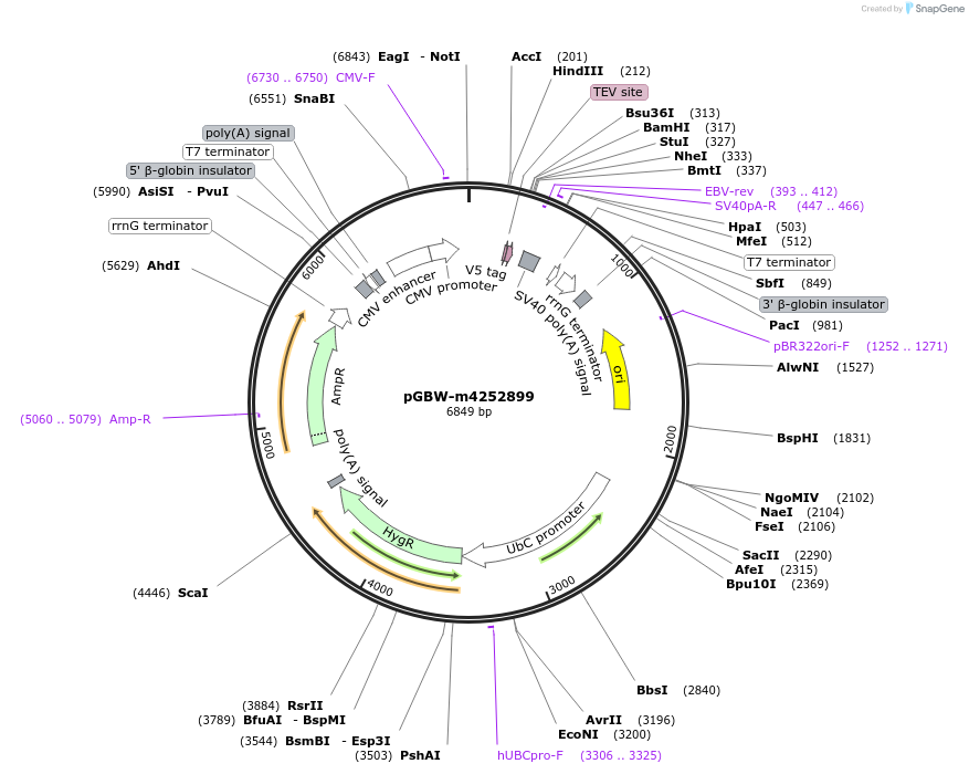 153586-plasmid-map-sequence-id-300190