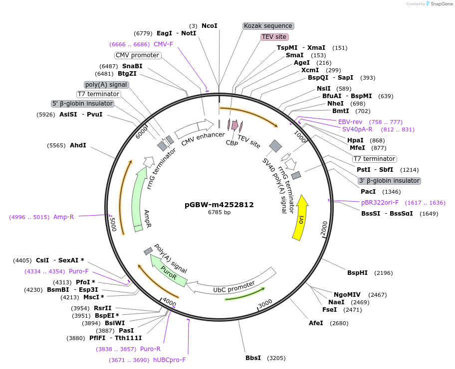 153587-plasmid-map-sequence-id-300191