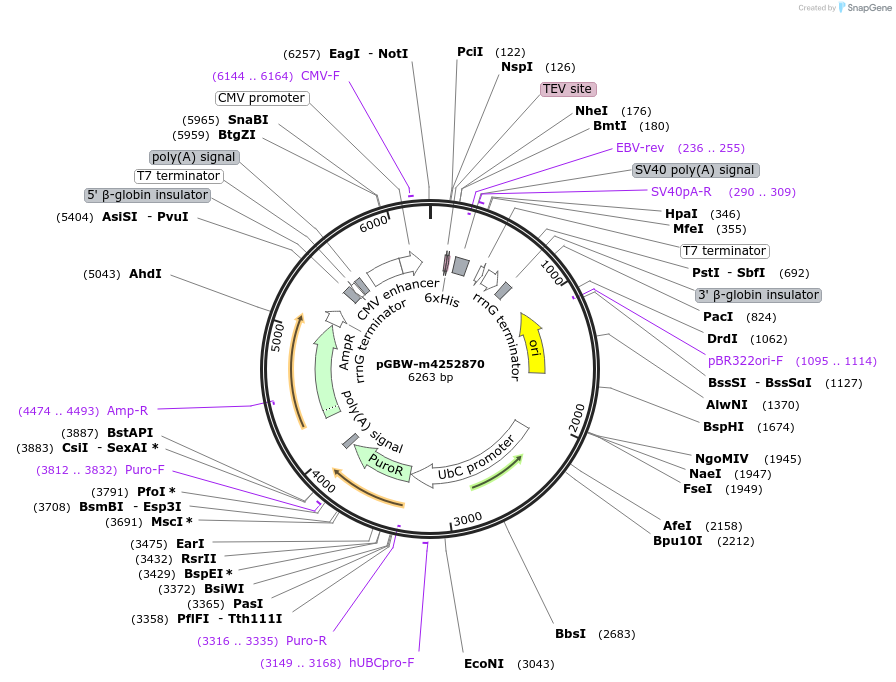 153591-plasmid-map-sequence-id-300197