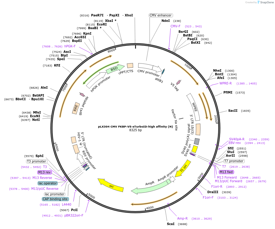 153004-plasmid-map-sequence-id-300204