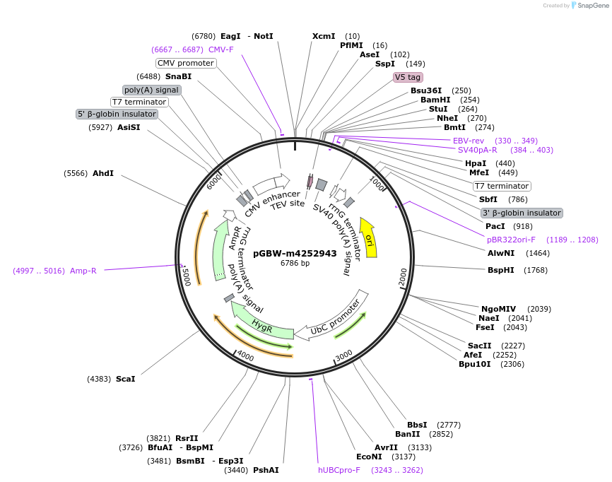 153596-plasmid-map-sequence-id-300210