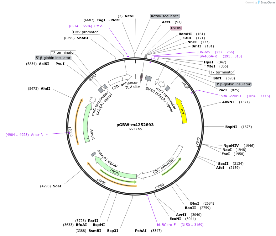 153597-plasmid-map-sequence-id-300212