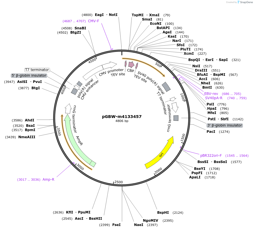 151991-plasmid-map-sequence-id-300221