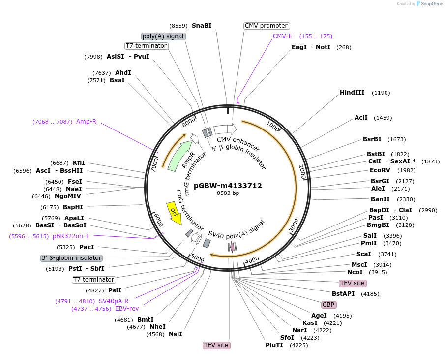 152678-plasmid-map-sequence-id-300225