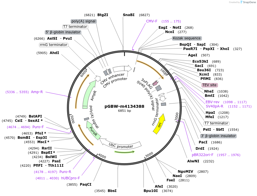 152696-plasmid-map-sequence-id-300227