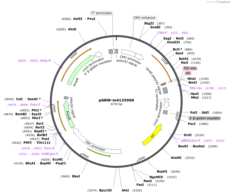 152258-plasmid-map-sequence-id-300228