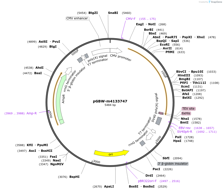 152494-plasmid-map-sequence-id-300234