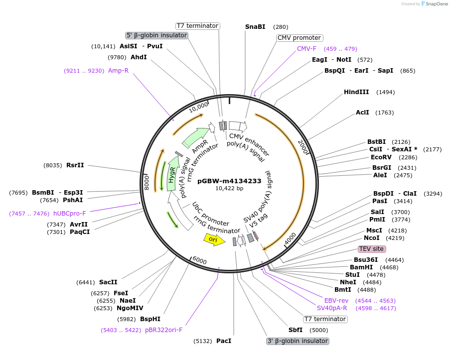 152577-plasmid-map-sequence-id-300235
