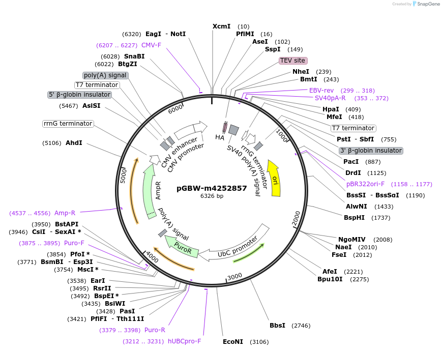 153573-plasmid-map-sequence-id-300242