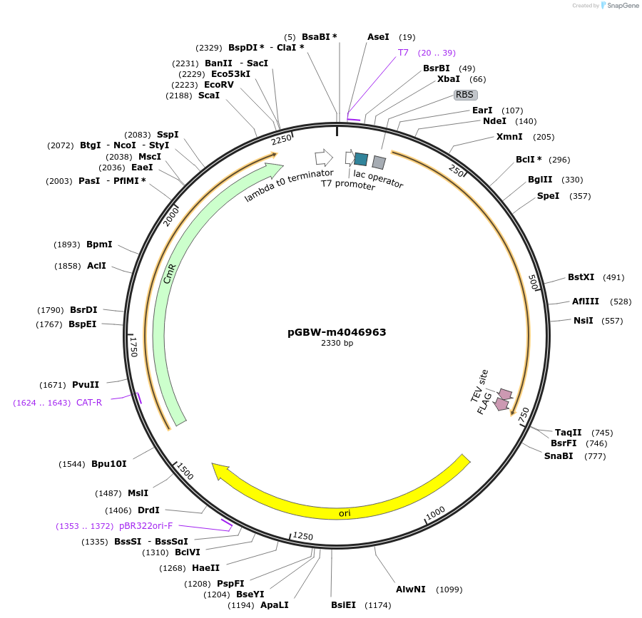 145640-plasmid-map-sequence-id-300256