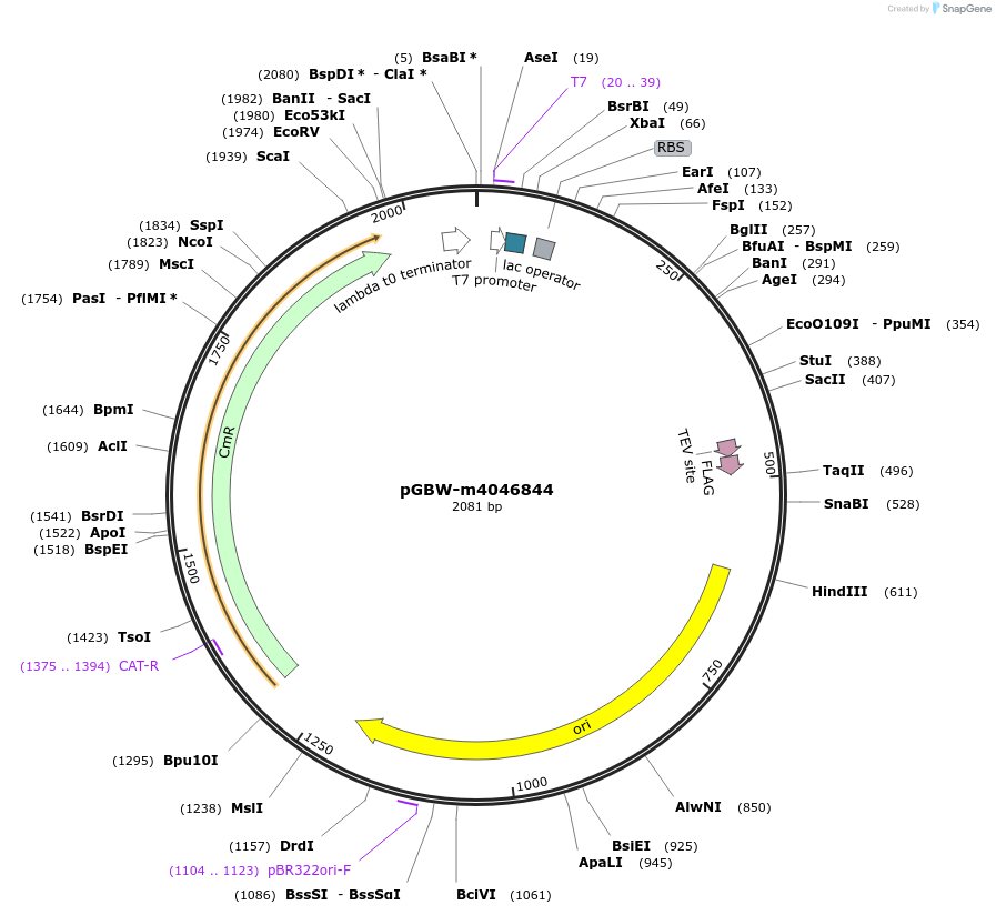 145590-plasmid-map-sequence-id-300264