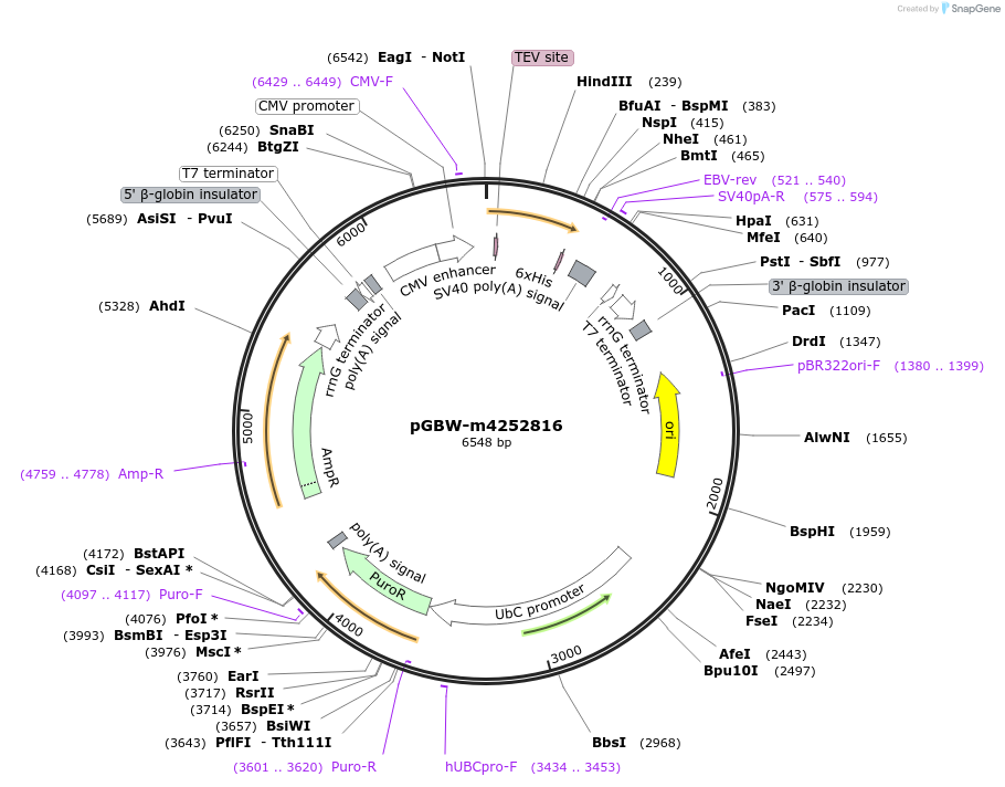 153599-plasmid-map-sequence-id-300270