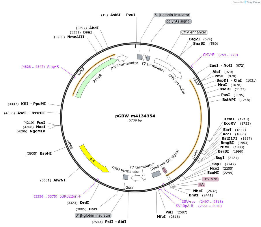 152241-plasmid-map-sequence-id-300274