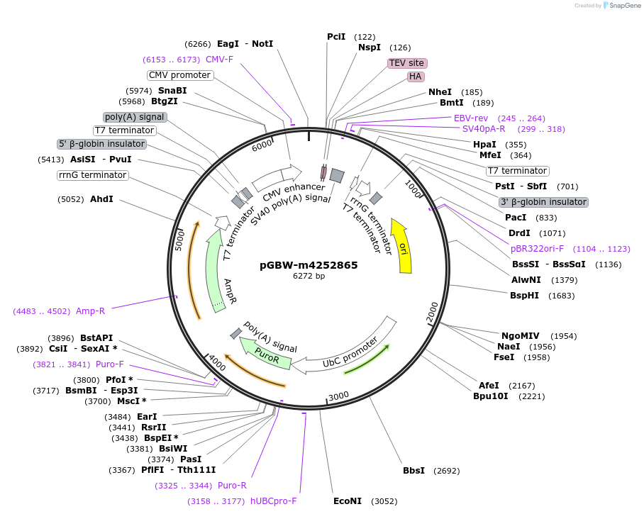 153602-plasmid-map-sequence-id-300312