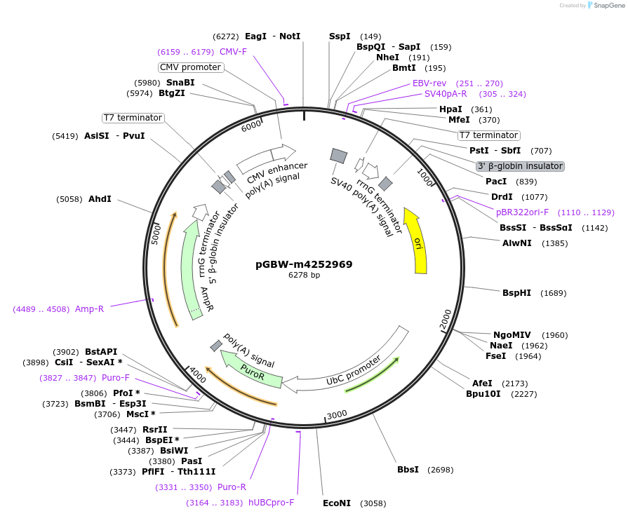 153872-plasmid-map-sequence-id-300316