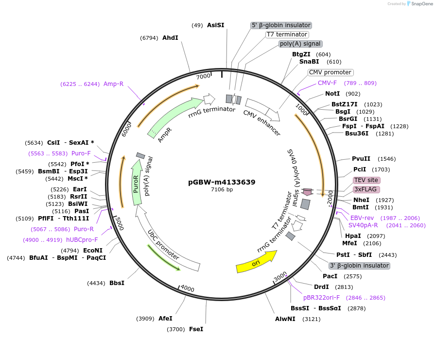 152344-plasmid-map-sequence-id-300328