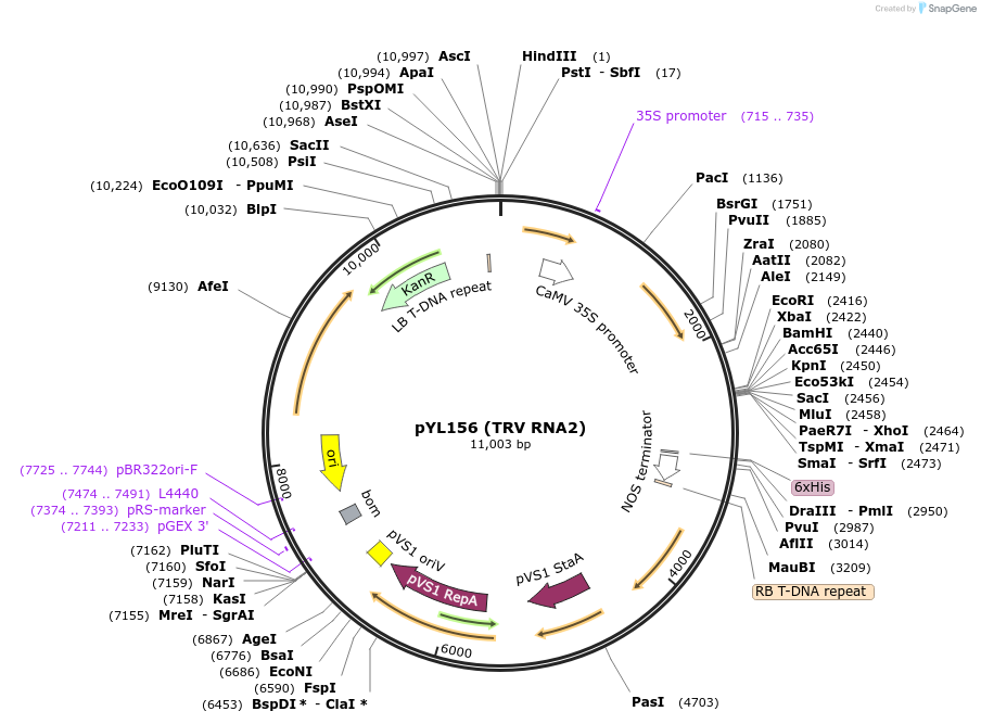 148969-plasmid-map-sequence-id-300340