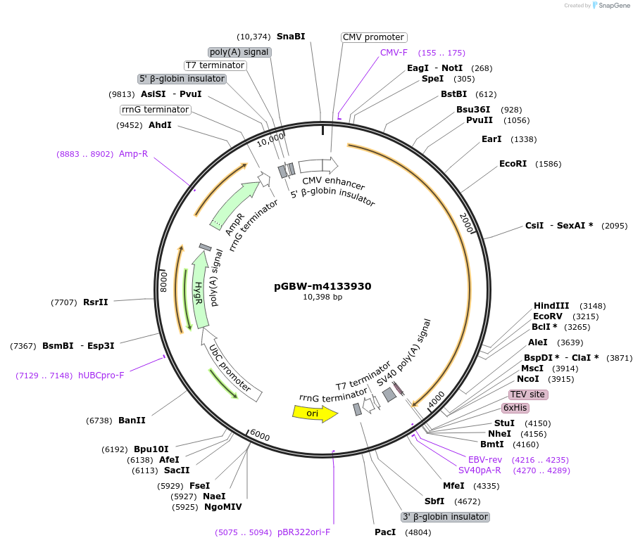 152574-plasmid-map-sequence-id-300349