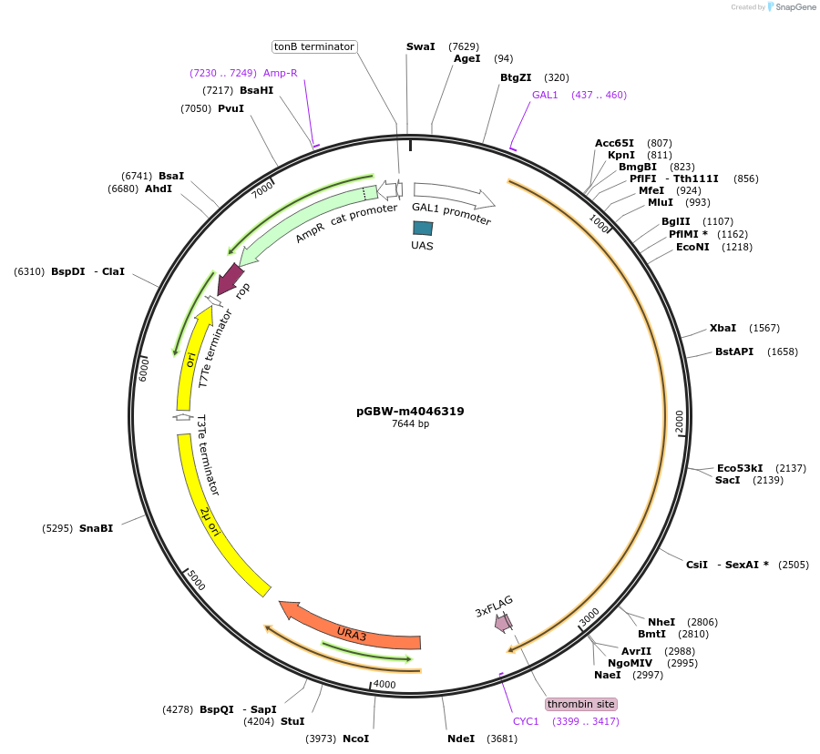 153866-plasmid-map-sequence-id-300389