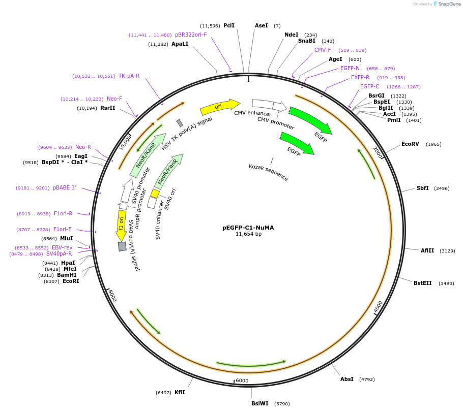 81029-plasmid-map-sequence-id-300392