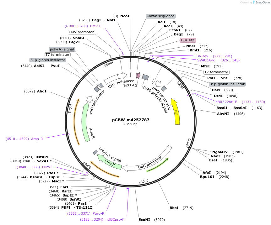 153605-plasmid-map-sequence-id-300393
