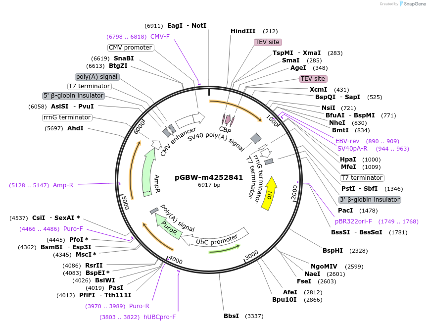 153607-plasmid-map-sequence-id-300394