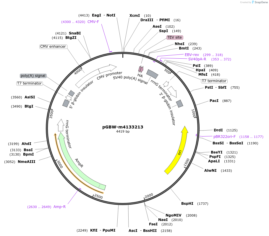 153608-plasmid-map-sequence-id-300395