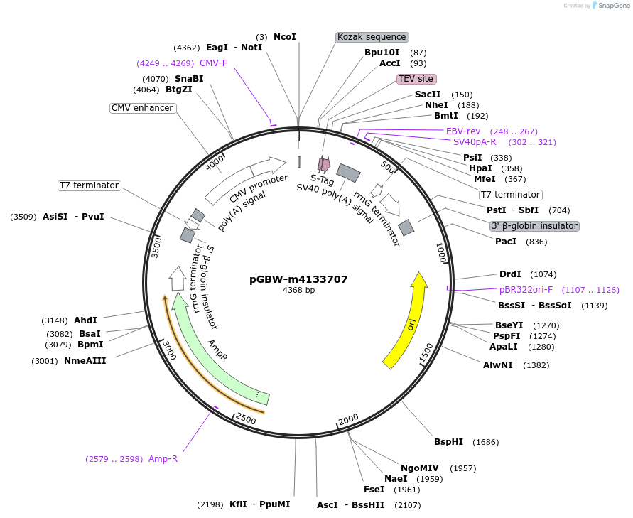 153609-plasmid-map-sequence-id-300396