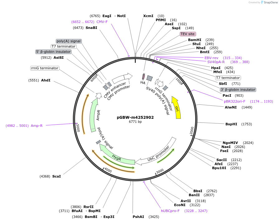 153610-plasmid-map-sequence-id-300397