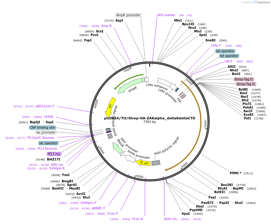 141198-plasmid-map-sequence-id-300399