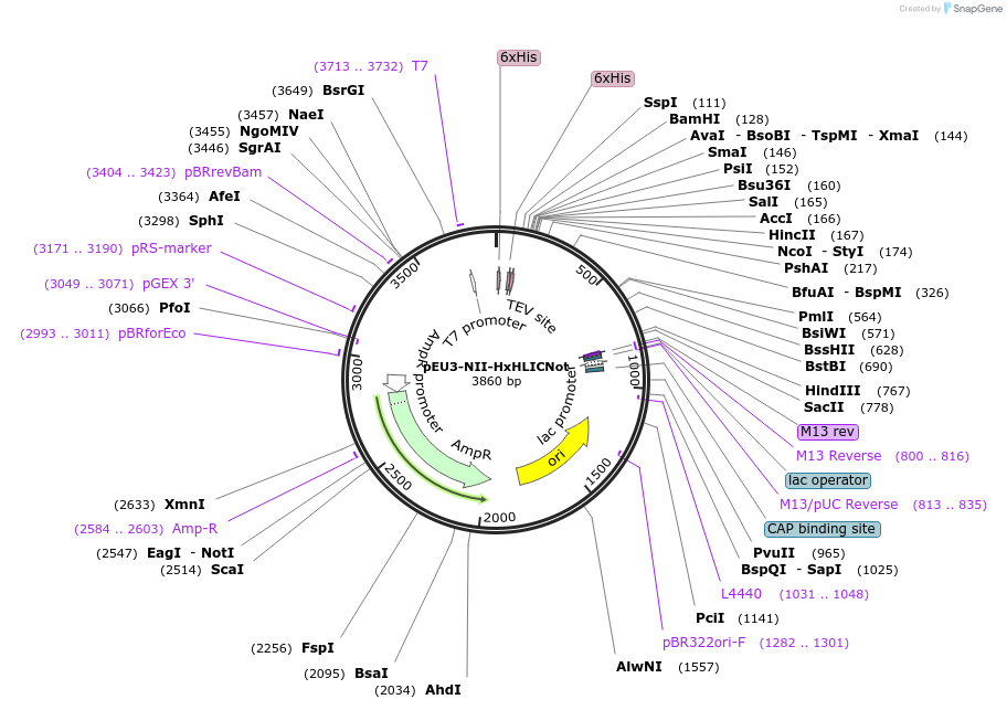 140183-plasmid-map-sequence-id-300400