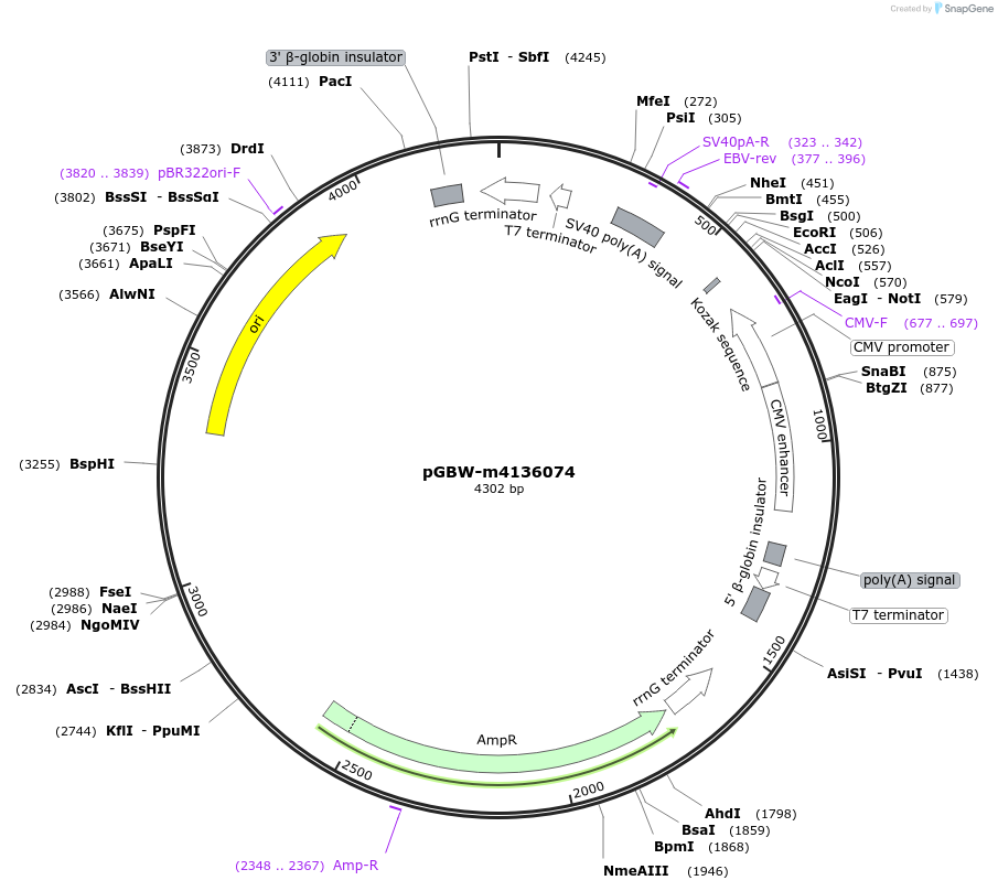 153853-plasmid-map-sequence-id-300402