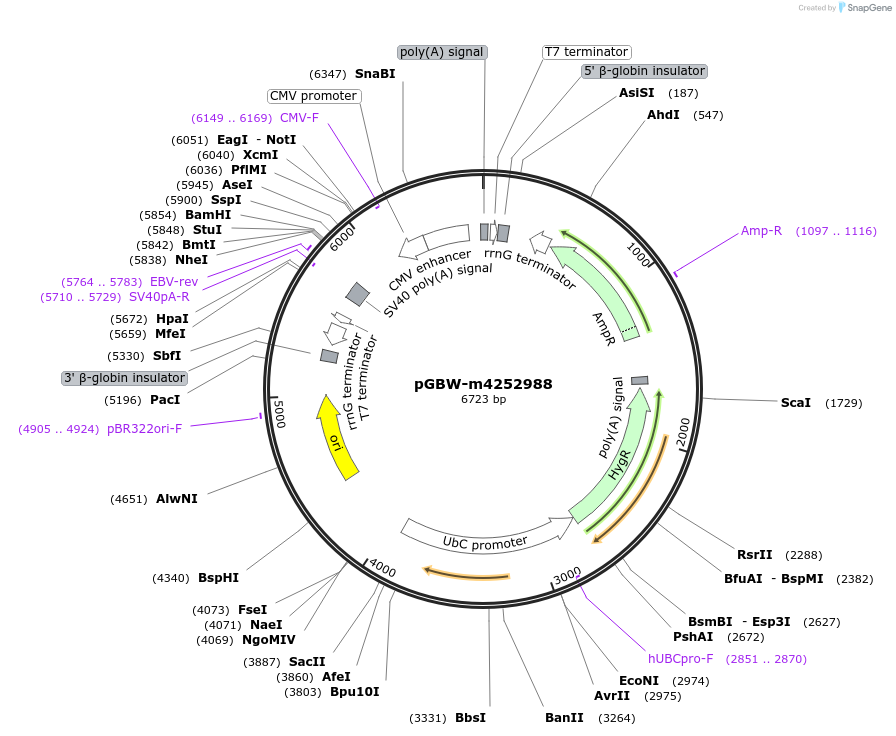 153862-plasmid-map-sequence-id-300407